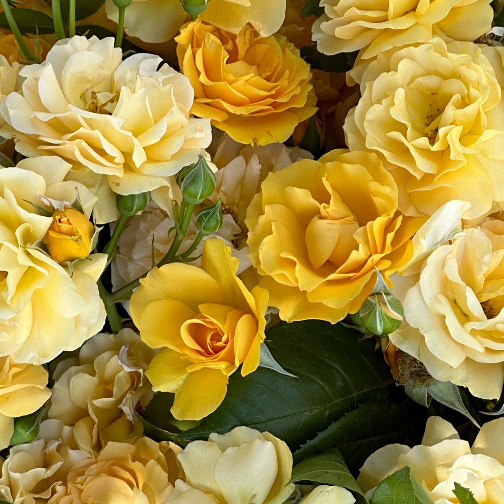 Meet your Posher, Valeria